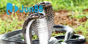 Giải mã giấc mơ bắt được rắn bởi người thân của bạn